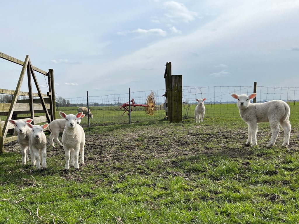 Choisir sa clôture électrique pour animaux : chien, chevaux